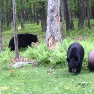Meet your Posher, Sherrie