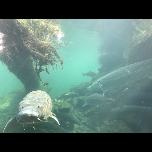 Meet your Posher, K - Picture 1 of 1