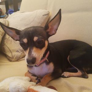 Meet your Posher, Amanda