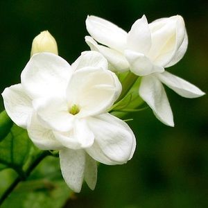 Meet your Posher, Jasmine