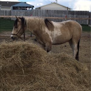 Meet your Posher, Brenda