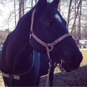 Meet your Posher, Ella