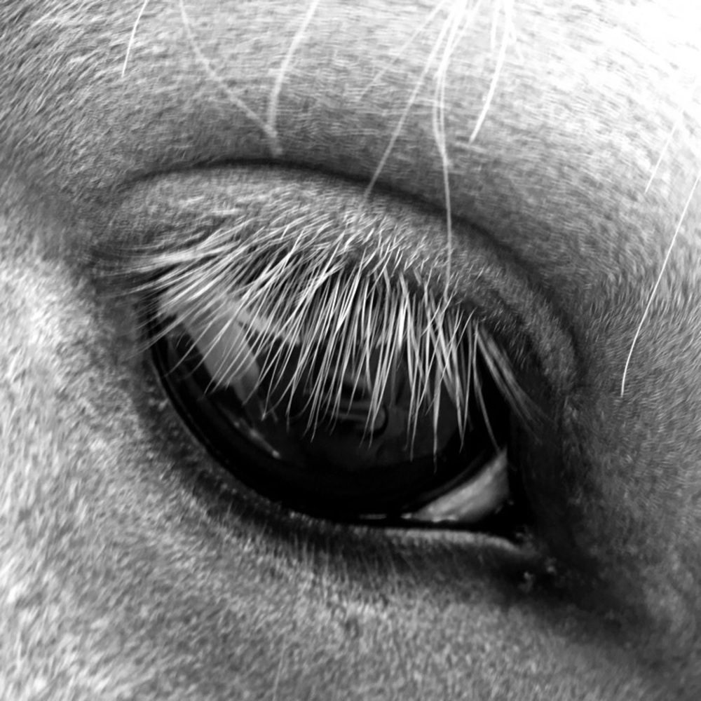 Meet your Posher, Linda