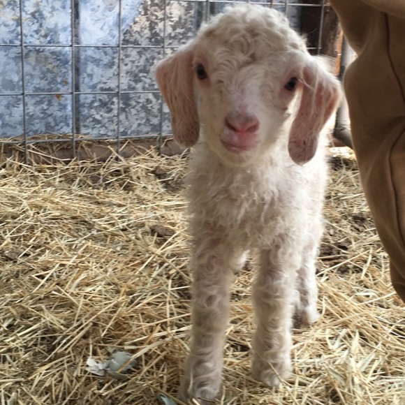 Meet your Posher, Linda - Picture 7 of 11