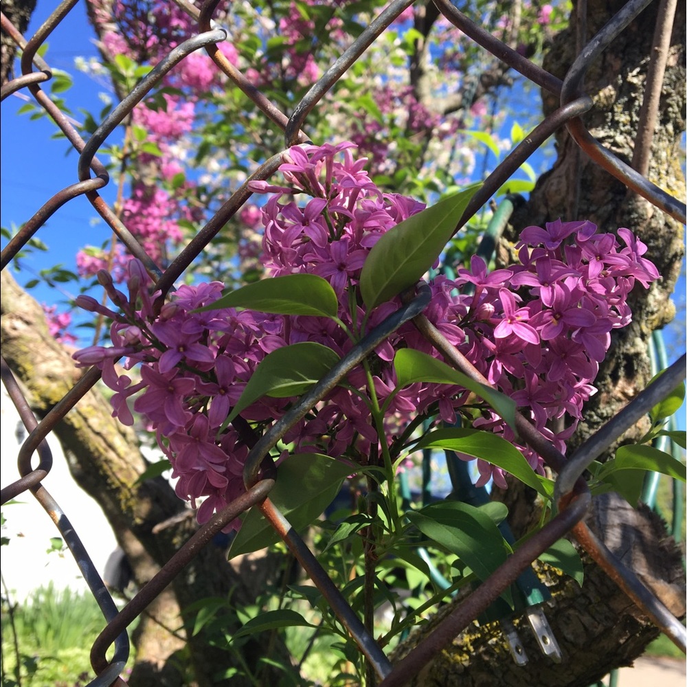 Meet your Posher, Ry