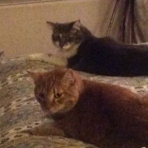 Meet your Posher, Annalia