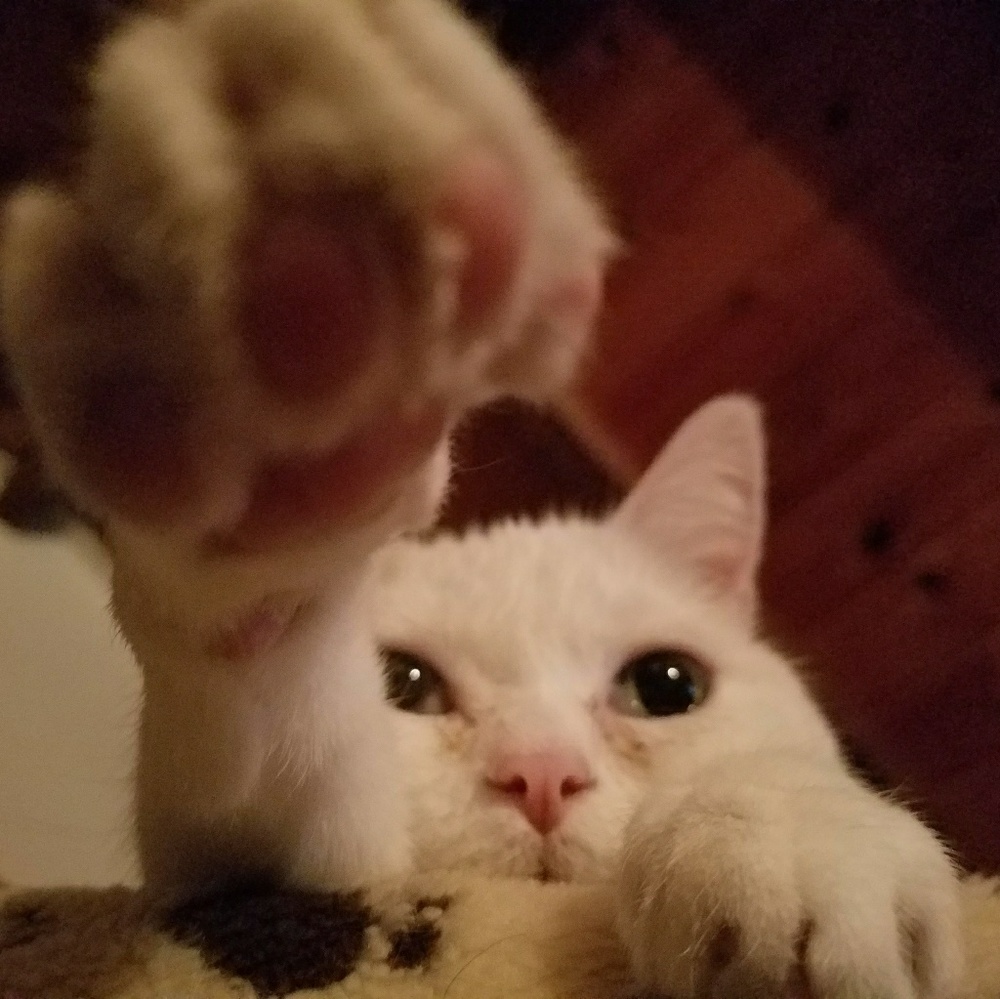 Meet your Posher, Lori