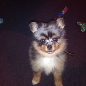 Meet your Posher, Charlotte