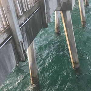 Meet your Posher, Allie