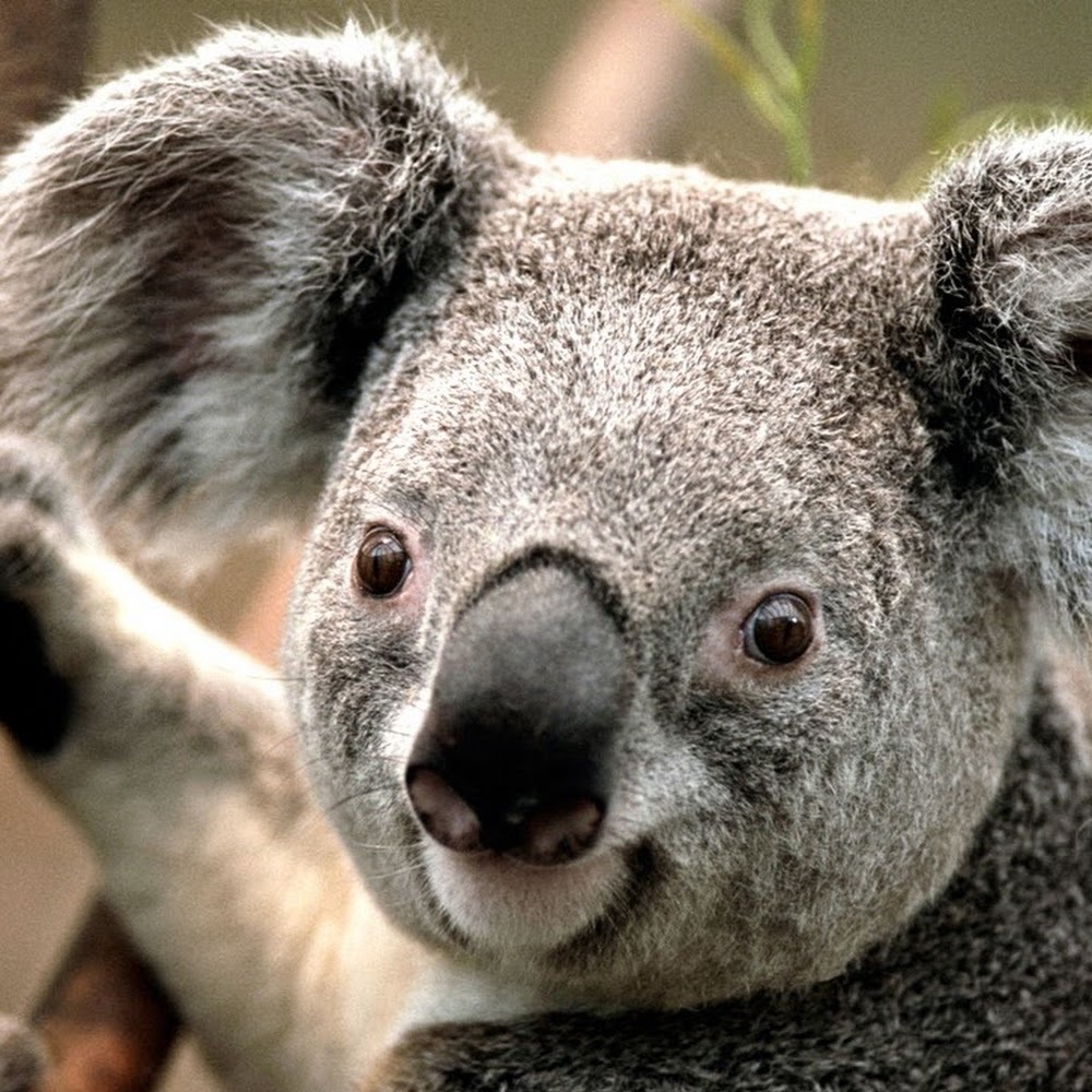 Meet your Posher, Leylany