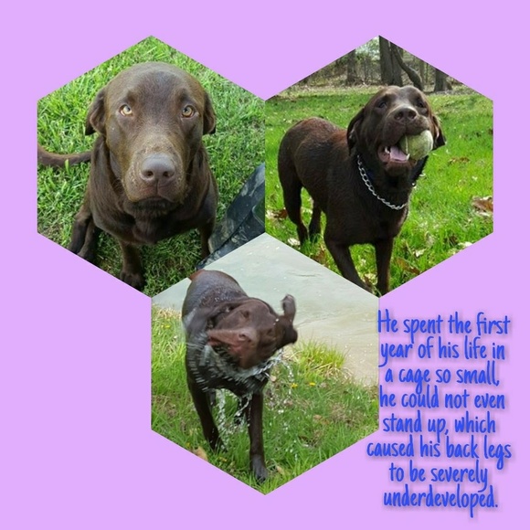 BUY A BRACELET FOR REECE - Picture 3 of 8