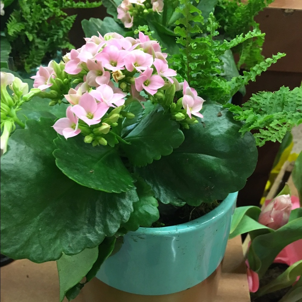 Meet your Posher, Sharon