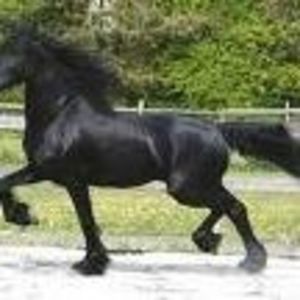 Meet your Posher, Cecelia