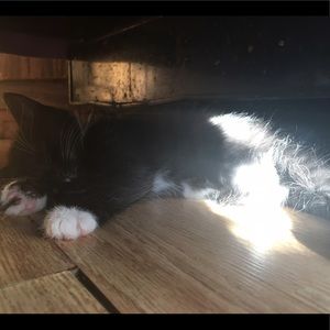 Meet your Posher, Bella