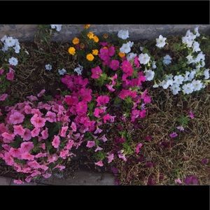 Meet your Posher, Dulce