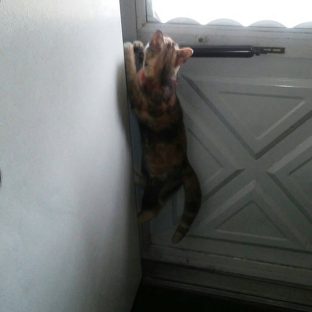 Professional Escape Artist