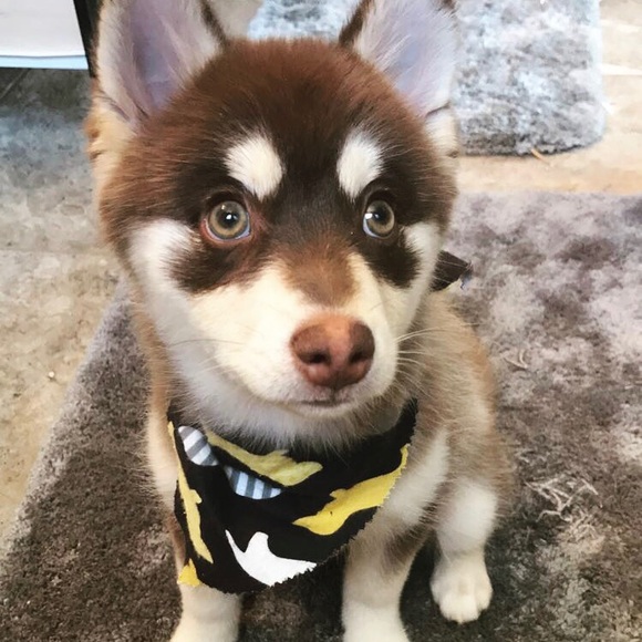 Meet your Posher, Chelsea - Picture 1 of 1