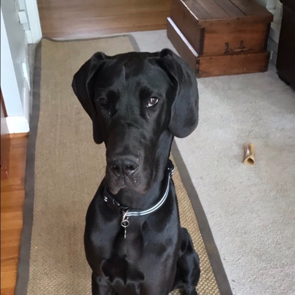 Meet your Posher, Agatha