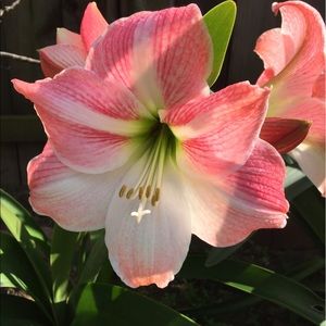 Meet your Posher, Rosa