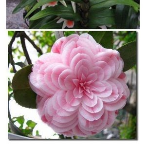 Meet your Posher, Ali