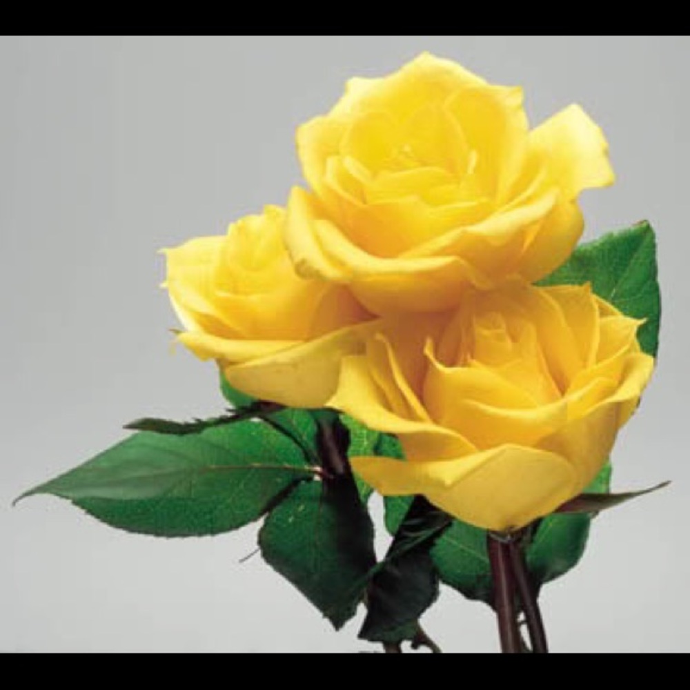 Meet your Posher, Joy