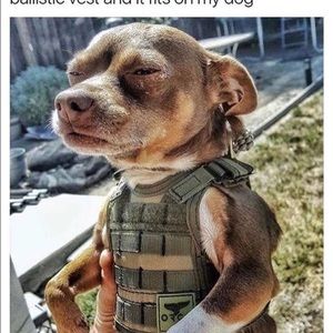 Meet your Posher, Owen