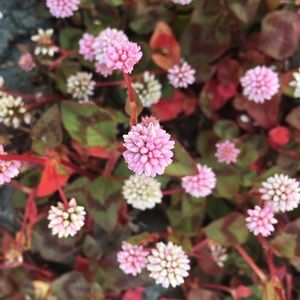 Meet your Posher, Lucie