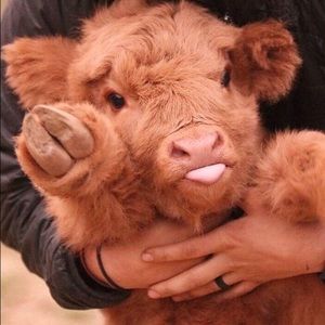 Meet your Posher, Anh