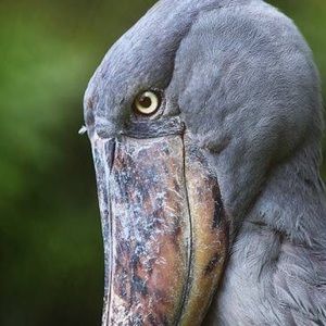 Meet your Posher, Terrie