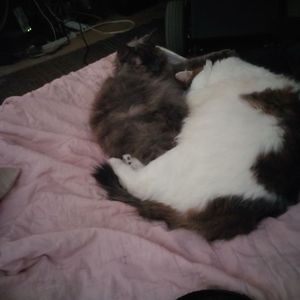 Meet your Posher, Hazel