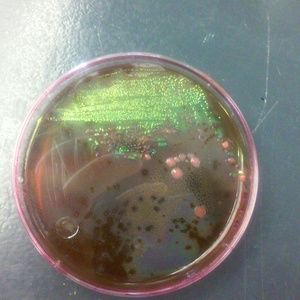 Meet your Posher, Linh