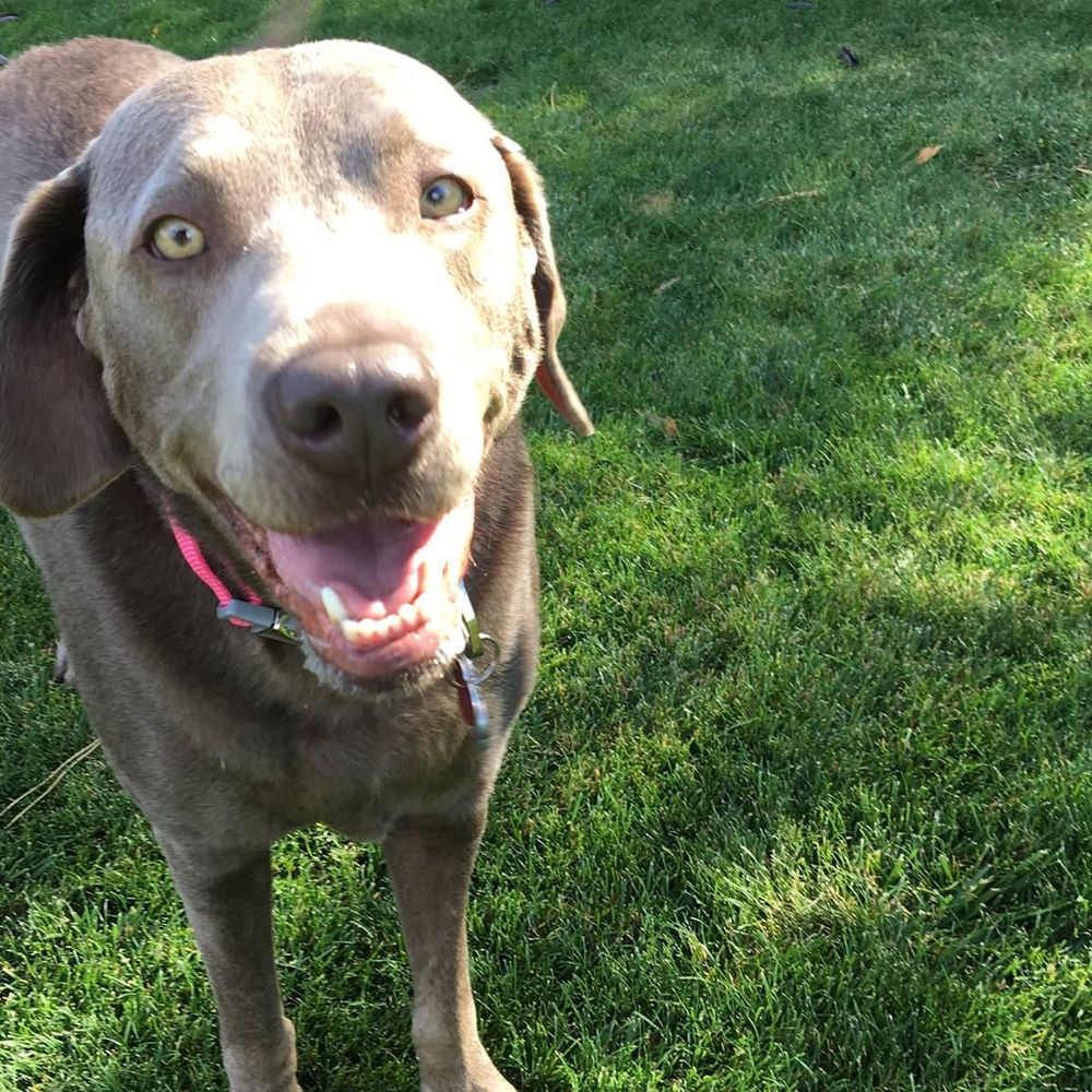 Meet your Posher, Dereka