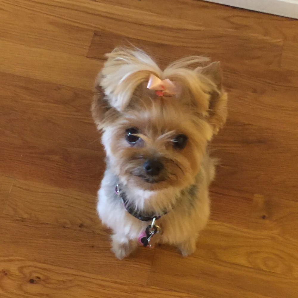 Meet your Posher, Twinkie