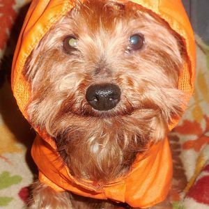 Meet your Posher, Elizabeth