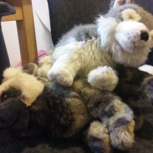 Meet your Posher, Abby