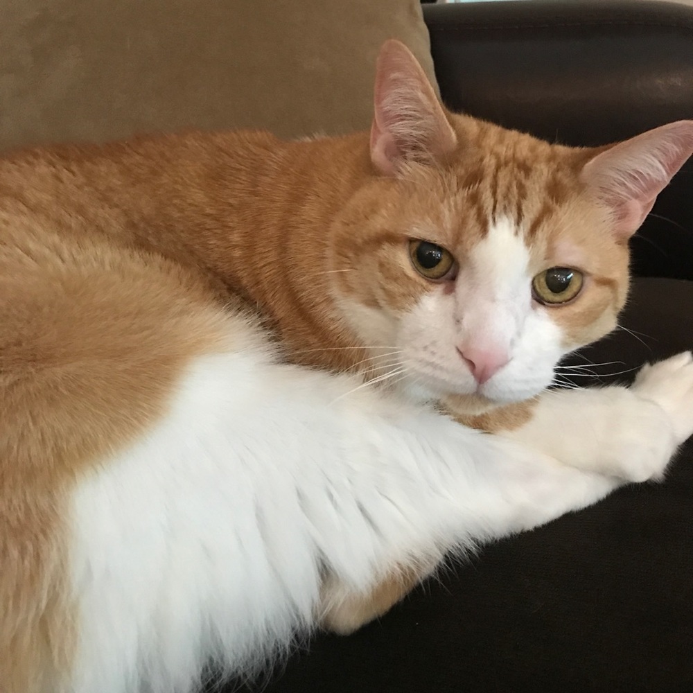 Meet your Posher, Emily