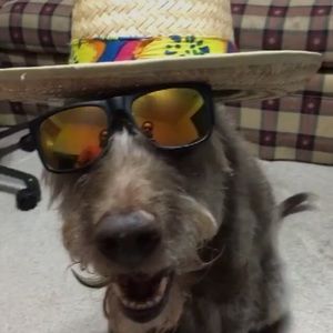 Meet your Posher, Justin