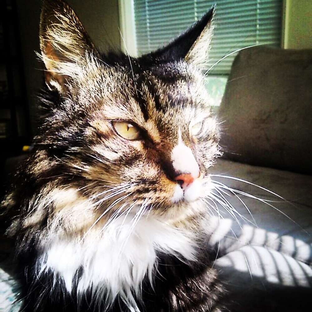 Meet your Posher, Jen