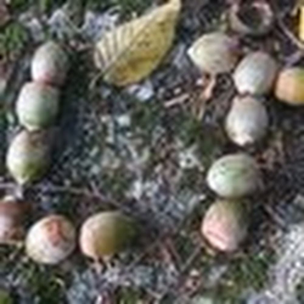 Meet your Posher, Leslie