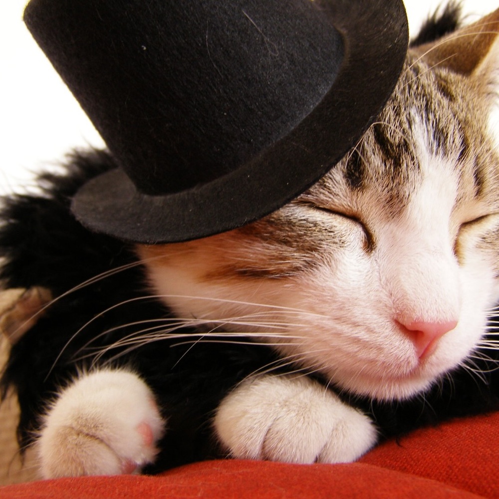 Meet your Posher, Cat