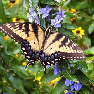 Meet your Posher, Sherri