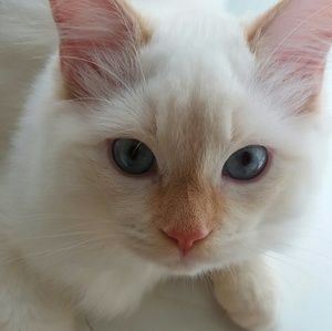 Meet your Posher, Penny