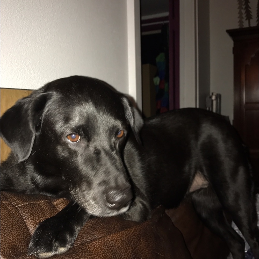Meet your Posher, Penny