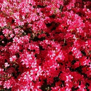 Meet your Posher, Sheena