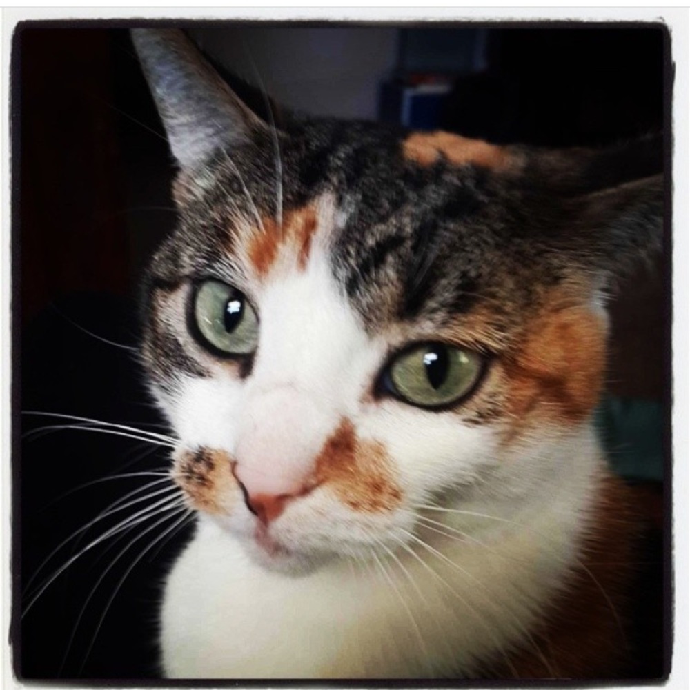 Meet the cats