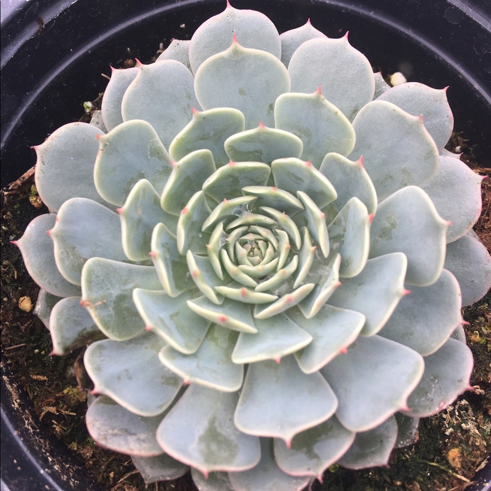 Meet your Posher, Laurel