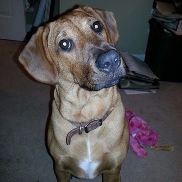 Meet your Posher, Melanie - Picture 3 of 5