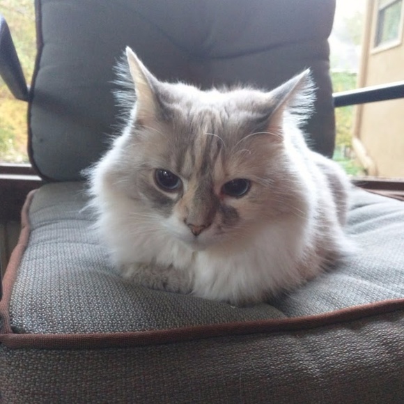 Meet your Posher, Melanie - Picture 5 of 5