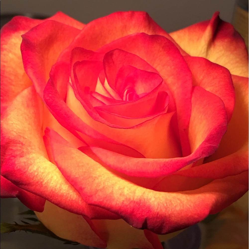 Meet your Posher, Rachael