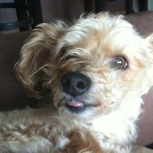 Meet your Posher, Gus